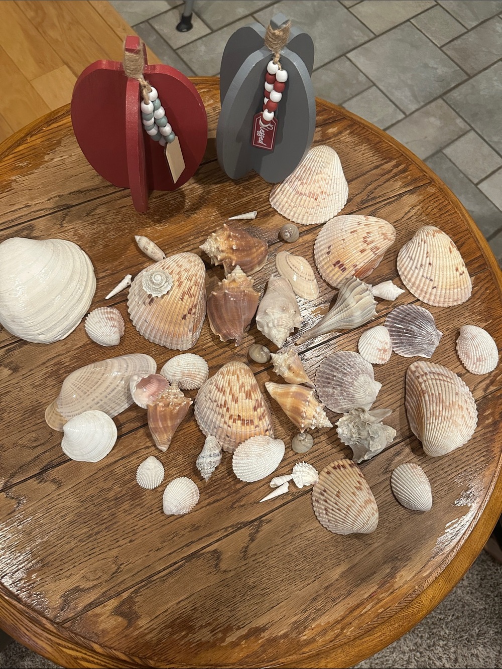 Decorative Natural Seashell Collection - White & Cream